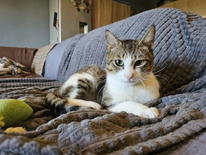 Verschmuster FIV+  Toto sucht seine Familie