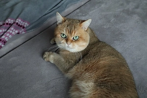Reinrassige BKH Junge sucht neues Zuhause Bild 5