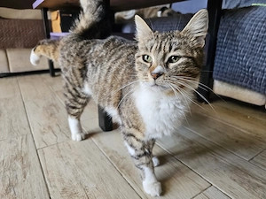 Schmusekatze Polly sucht Streicheleinheiten