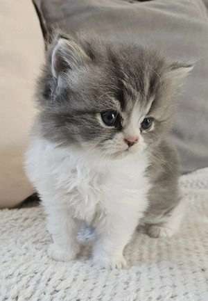 Reinrassiger Perser Kater