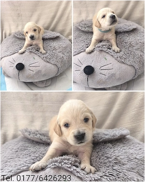Golden Retriever Welpen 