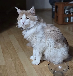 Maine Coon Deckkater