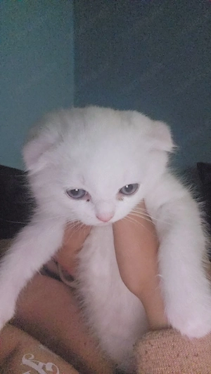 Katze persien sehr schön und zauber 