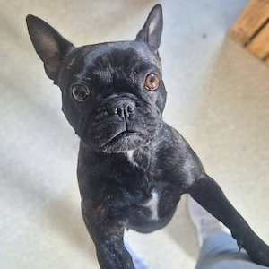 Lotte - ist aufdringlich,aber verspielt&verschmust 