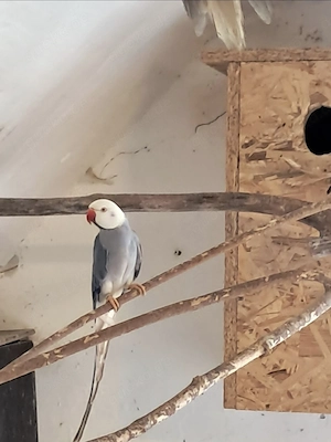 Wunderschöne 5 Wochen alte Halsbandsittiche, handzahm