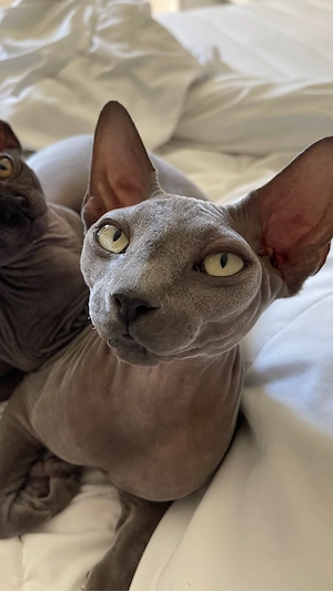 sphynx kitten noch ein kater frei  Bild 6