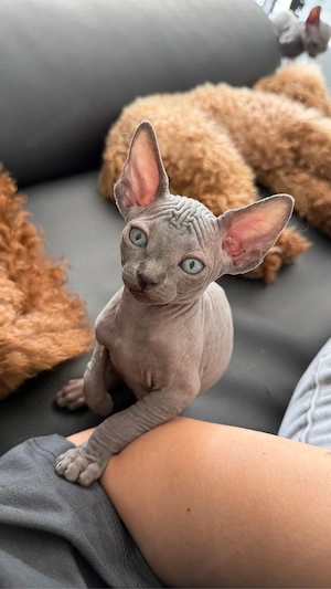 sphynx kitten noch ein kater frei  Bild 5