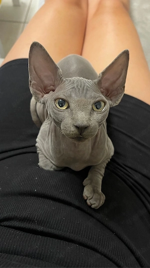 sphynx kitten letzes mädchen frei. 