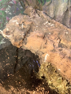 Chilobrachys natanicharum 