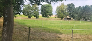 Pferdefreundin gesucht