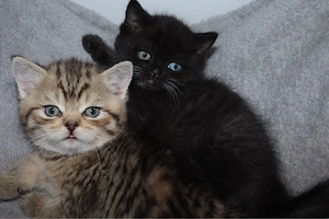 Zum verlieben süße BKH-Kitten suchen ein neues Zuhause