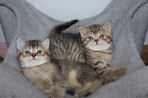 Zum verlieben süße BKH-Kitten suchen ein neues Zuhause