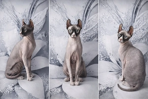 Sphynx Dame mit tasthaaren