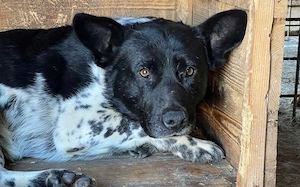 Sayo sucht ein sehr erfahrenes Zuhause