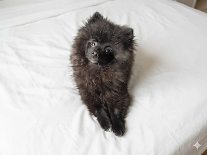 Pomeranian Zwergspitz Welpe 