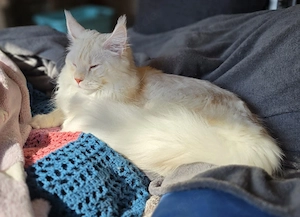 Maine Coon Deckkater (kein Verkauf)