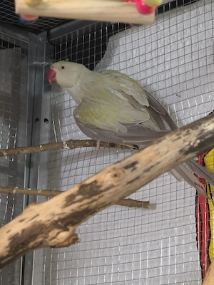 Halsbandsittich Henne 