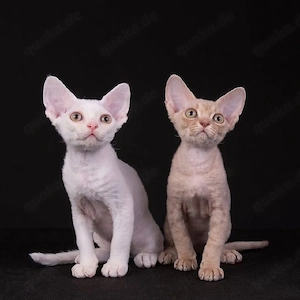 Niedliche Devon Rex-Kätzchen