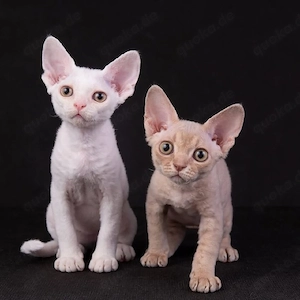 Süße Devon Rex Kätzchen