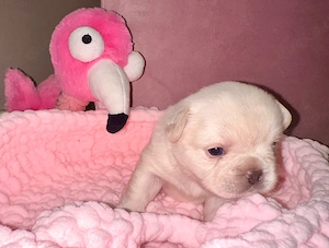 Französische Bulldoggen Welpen suchen Herzplatz