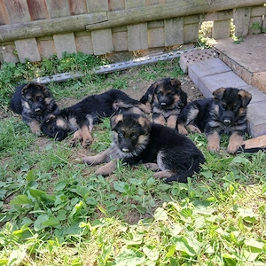 Wurfankündigung Mitte Mai " Schäferhunde Zwinger vom Espiggut "