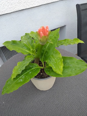 Blutblume(Rarität)! Bild 3