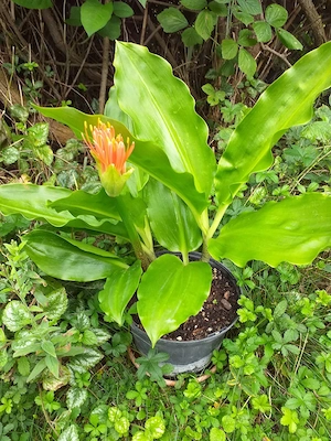 Blutblume(Rarität)! Bild 2