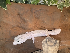Leopardgecko 