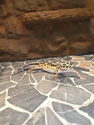 Leopardgecko 