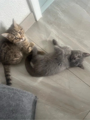 Reinrassige BKH Kitten  2 kitten frei 