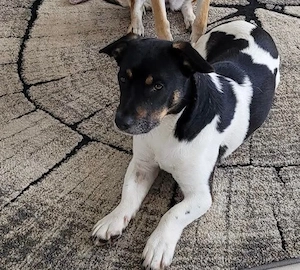 Watson- Kleiner Mann sucht großes Glück 