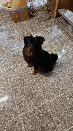 Wir suchen ein passendes Zuhause für Yumi, Hündin, Mix