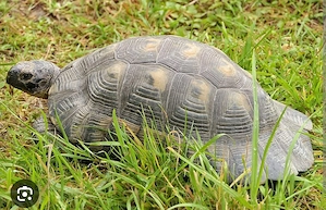 Gesucht adulte Breitrandschildkröte 