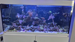 Eheim Incpiria 430 Meerwasseraquarium komplett 