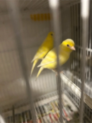 Kanaren vogel sehr schöne fahrbe 