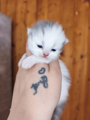 Buntes Perser Mädchen 