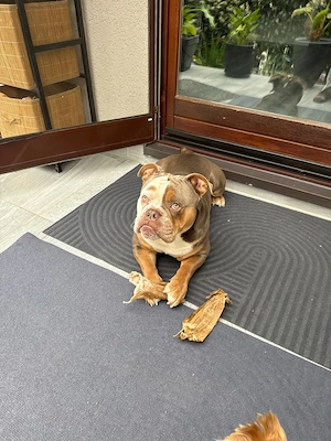 old Englisch Bulldog Deckrüde 