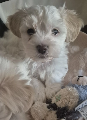 Malteser Bichon Frise