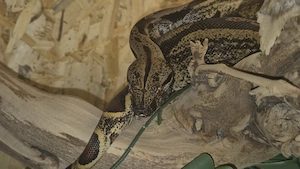 Tausche 0.1 Hypo Img het albino Leopard poss jungle von 2024 gegen Königspythons 