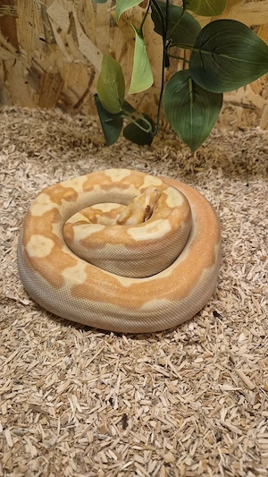 1.1 Boa constrictor imperator Hypo IMG und IMG Sunglow 1.0