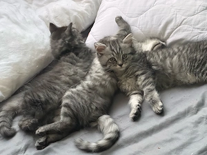 Babykatzen abgabe bereit 