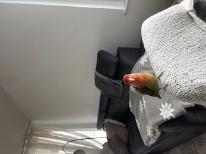 Agaporniden; Unzertrennlicher 