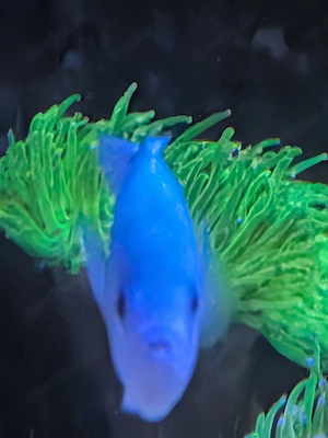 Meerwasser Meerwasserfische 