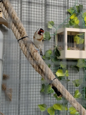 Stieglitz Major Paar, Naturfarben , geboren 2025 aus Reserve abzugeben