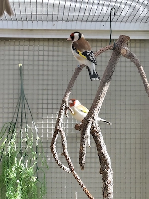 1Paar Stieglitz Major Natur und 1 Stieglitz Major Satinet aus 2025