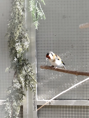 Stieglitz Major Paar, Naturfarben , geboren 2025 aus Reserve abzugeben