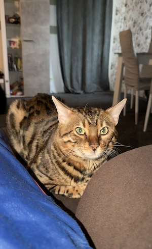 Bengal Deckkater  Tiger    Brown Spotted