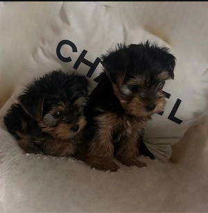 Süße Yorkshire Terrier Welpen 3 Rüden liebevolle aufgezogen ab Mai abzugeben