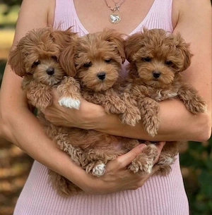 maltipoo mini welpen