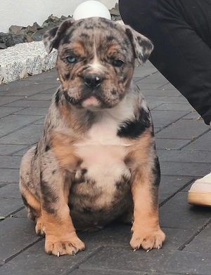 New englische Bulldogge welpe Rüde